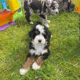 Bernedoodle Puppies from Myt fine doodles