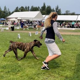 Boerboel All Grown Up from Romboel farm dogs