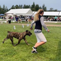 Boerboel All Grown Up from Romboel farm dogs