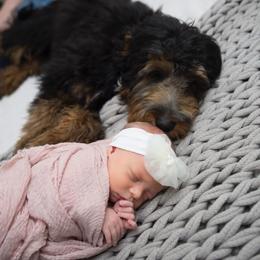 Knox - Goldendoodle