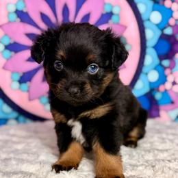 Plum - Black tri female Miniature Australian Shepherd puppy in Buchanan, Georgia from Stanleyville Farm Mini Aussies