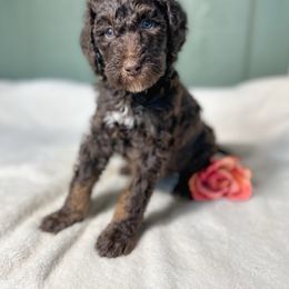 Willow - Chocolate female Goldendoodle puppy in Osage City, Kansas from Golden Ridge Goldens