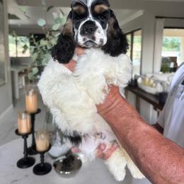 Blue collar male - Black white and tan male Cocker Spaniel puppy in Bonsall, California from CuttinBlue Farms
