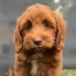 Molokai - Caramel red male Australian Labradoodle puppy in Morgan Hill, California from Loving Labradoodle