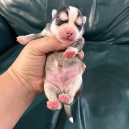 Birch - Tri-color male Pomsky puppy in Aberdeen, Idaho from Willow Creek Cresteds