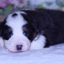 April - Black tri-color female Australian Shepherd puppy in Easton, Missouri from MMA Kennel