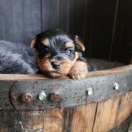 Ava - Yorkshire Terrier puppy in Junction City, Ohio from On The Edge Of A Dream Yorkies