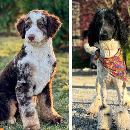 Bernedoodle puppies from JensenBelle Doodles