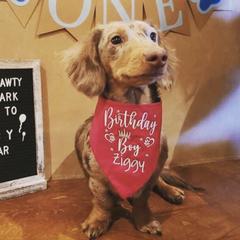 Dachshunds and Pembroke Welsh Corgis from Rockstar.Weiners