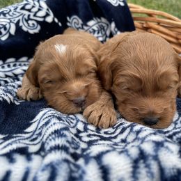 Australian Labradoodle Puppies from Wild Daisy Labradoodles