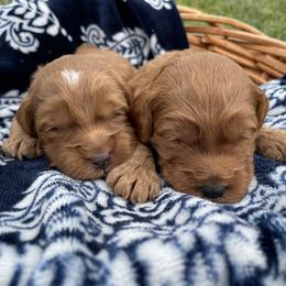 Australian Labradoodle Puppies from Wild Daisy Labradoodles