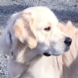 Camden - Golden Retriever