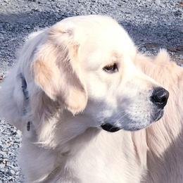 Camden - Golden Retriever
