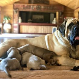 Mastiff Puppies from Lone Star Mastiff
