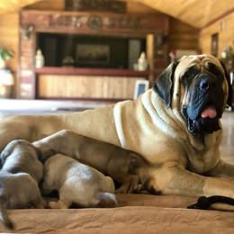 Mastiff Puppies from Lone Star Mastiff