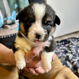 Liquorice - Black and tan female Pembroke Welsh Corgi puppy in Birmingham, Alabama from Delaney’s Corgis