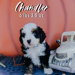 Chandler - Phantom male Bernedoodle puppy in Camden, North Carolina from Fleury Farm Doodles NC