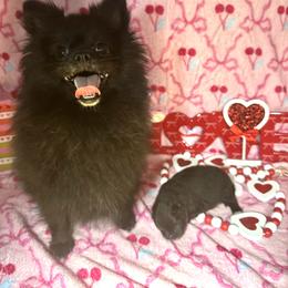 Batman - Black male Pomeranian puppy in Calhoun, Louisiana from Cheyenne’s Pups