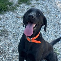 Ellie - Labrador Retriever