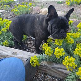 French Bulldog puppies from ZiaLine French Bulldogs