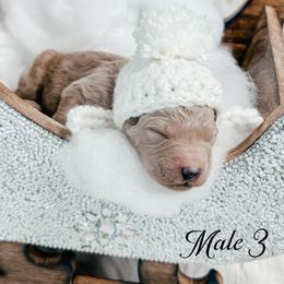 Male 3 - Cream male Goldendoodle puppy in Otisville, Michigan from Danie’s Darling Doodles LLC