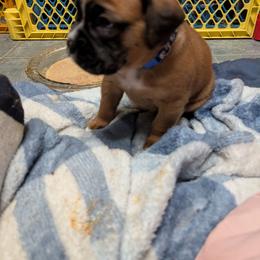 Blue - Fawn male Boxer puppy in Titusville, Pennsylvania from Perry Hill Bullies