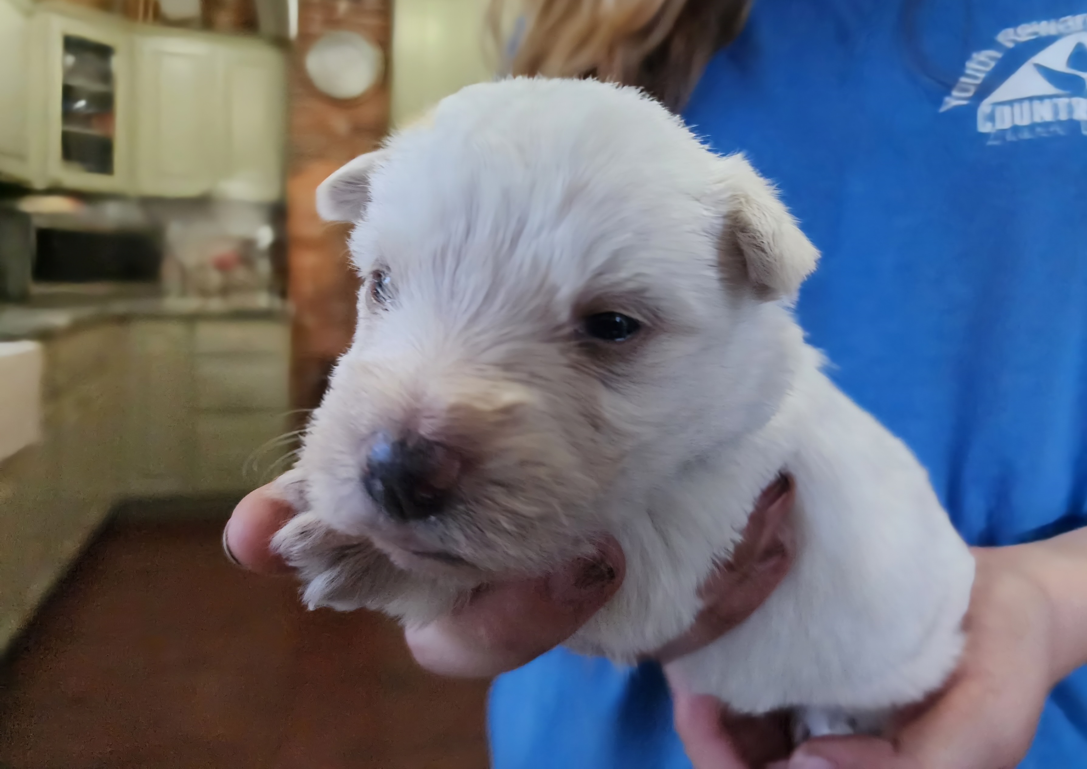 Scottish Terrier Puppies from Nicole's Scottish Terriers