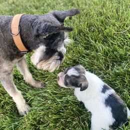 Miniature Schnauzer Puppies from Debbie Melton
