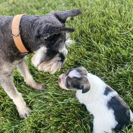 Miniature Schnauzer Puppies from Debbie Melton