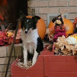 Fancy - Black white and tan female Shetland Sheepdog puppy in Altha, Florida from Hill Top Shelties