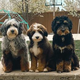 Bernedoodle and Cavapoo Puppies from Main Street Bernedoodles