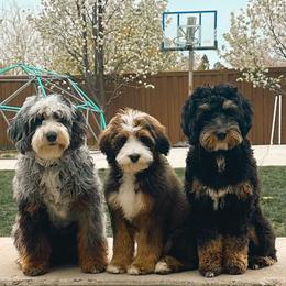 Bernedoodle and Cavapoo Puppies from Main Street Bernedoodles