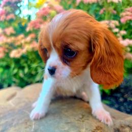 Camden aka Cami - Blenheim female Cavalier King Charles Spaniel puppy in Watsontown, Pennsylvania from Huntsman Cavaliers