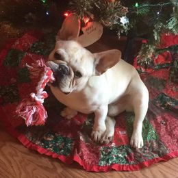 Cash - French Bulldog