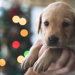 Labrador Retrievers from GreyHavens Retrievers