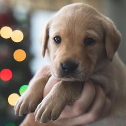 Labrador Retrievers from GreyHavens Retrievers