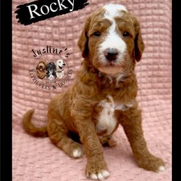 Rocky - Apricot male Goldendoodle puppy in Sterling, Connecticut from Justine’s Retrievers and Doodles