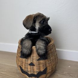 Pepper Salt Female 2 - Pepper and salt female Giant Schnauzer puppy in St George, Utah from Schnauzer Ranch