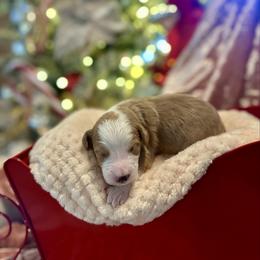 Orchard - Red male Bernedoodle puppy in Alabama from Peach & Pawmetto Doodles