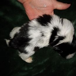 Mathew - White male Pekingese puppy in Willow Spring, South Carolina from Pekingese Zoo