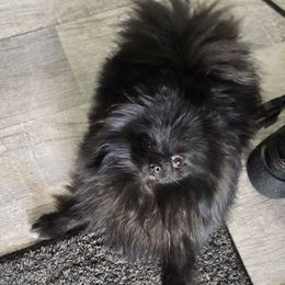 Jinx - Pomeranian