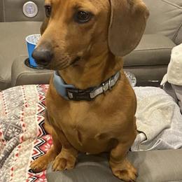 Charlottes - Dachshund