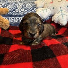Dachshund Puppies from Dashing Doxie’s