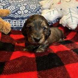 Dachshund Puppies from Dashing Doxie’s