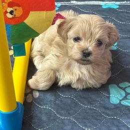Darla - Gold female Shihpoo puppy in Whitehall 18052, Pennsylvania from Lilli’s Shih tzus and Shih poos