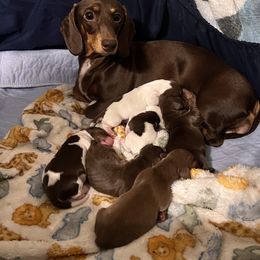 Dachshund Puppies from Willow’s Legacy