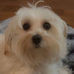 Winnie - Morkie