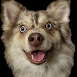 Gracie - Pomsky