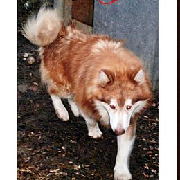 Jr - Alaskan Malamute