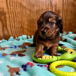 Benny- (Robins Egg) - Red male Dachshund puppy in Wolf Lake, Indiana from Canisteo Dachshunds